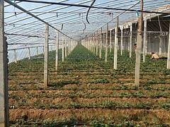 青州市魯泰塑料廠 優質灌漿膜供應商，專注草莓與葡萄專用膜生產